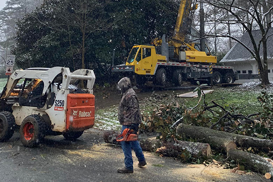 Tree Removal Services